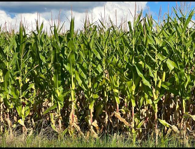 FARM FOR SALE IN BETHLEHEM RURAL